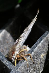 <i>Saturnia pavonia</i>
