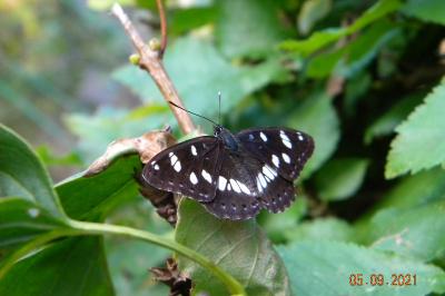 <i>Limenitis reducta</i>