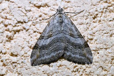 <i>Aplocera efformata</i>