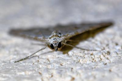 <i>Aplocera efformata</i>