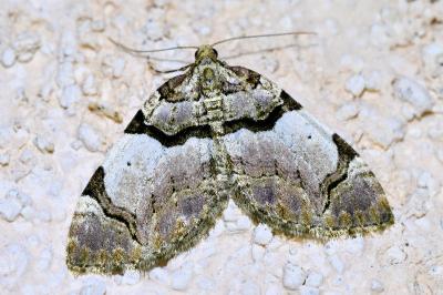 <i>Anticlea derivata</i>