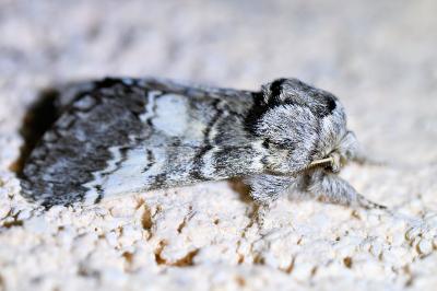 <i>Drymonia ruficornis</i>