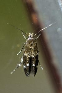 <i>Mompha subbistrigella</i>