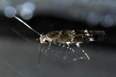 <i>Mompha subbistrigella</i>