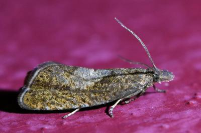 <i>Dichrorampha simpliciana</i>