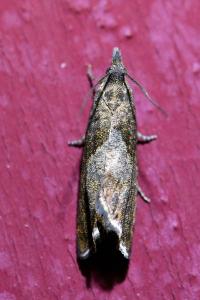 <i>Dichrorampha simpliciana</i>