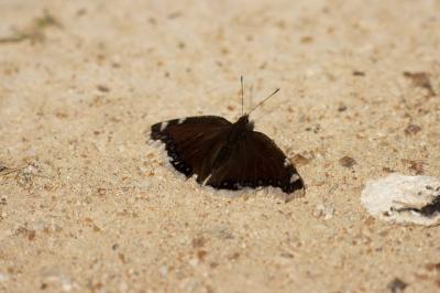 <i>Nymphalis antiopa</i>