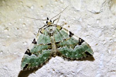 <i>Colostygia pectinataria</i>