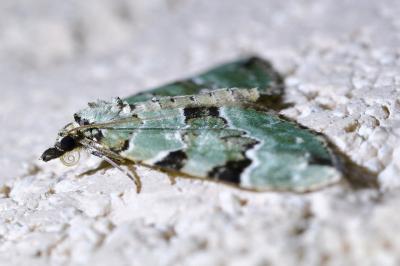 <i>Colostygia pectinataria</i>