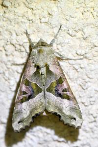 <i>Phlogophora meticulosa</i>