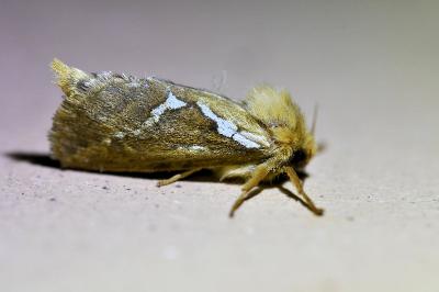 <i>Korscheltellus lupulinus</i>