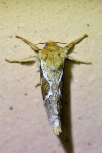 <i>Korscheltellus lupulinus</i>