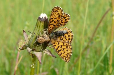 <i>Boloria dia</i>