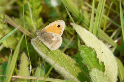 <i>Coenonympha pamphilus</i>