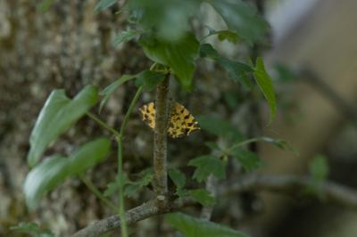 <i>Pseudopanthera macularia</i>
