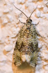 <i>Celypha lacunana</i>