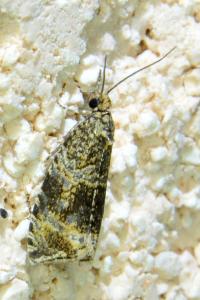 <i>Celypha lacunana</i>