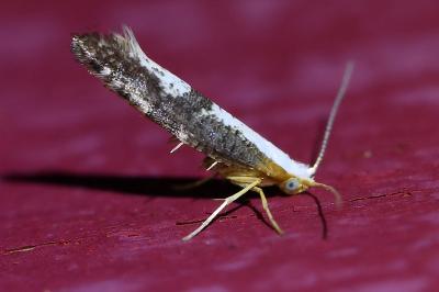 <i>Argyresthia spinosella</i>