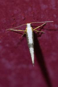 <i>Argyresthia spinosella</i>