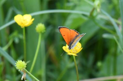 <i>Lycaena dispar</i>
