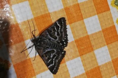 <i>Euclidia mi</i>