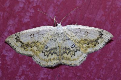 <i>Cyclophora annularia</i>