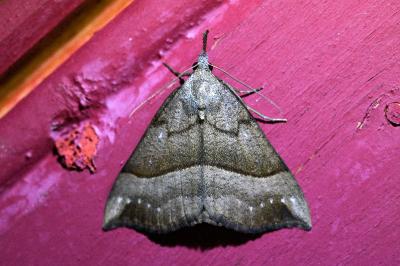 <i>Hypena proboscidalis</i>
