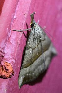 <i>Hypena proboscidalis</i>