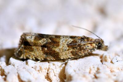 <i>Celypha cespitana</i>