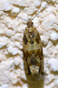 <i>Celypha cespitana</i>