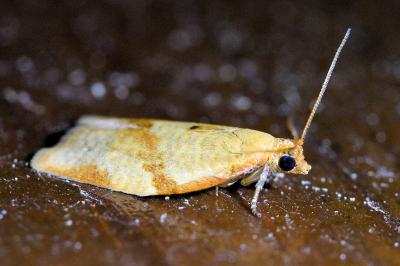 <i>Clepsis consimilana</i>