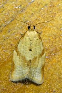 <i>Clepsis consimilana</i>