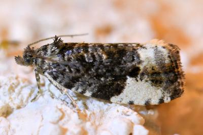 <i>Hedya pruniana</i>