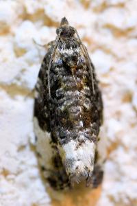 <i>Hedya pruniana</i>