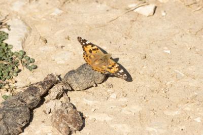 <i>Vanessa cardui</i>