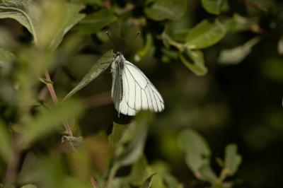 <i>Aporia crataegi</i>