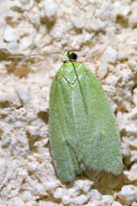 <i>Tortrix viridana</i>