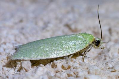 <i>Tortrix viridana</i>