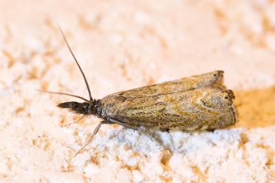 <i>Platytes cerussella</i>