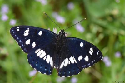 <i>Limenitis reducta</i>