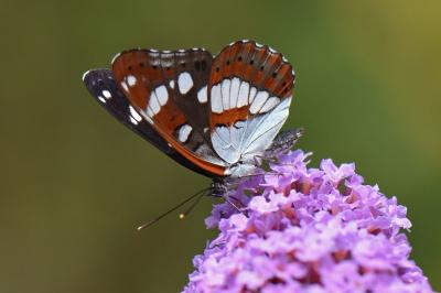 <i>Limenitis reducta</i>