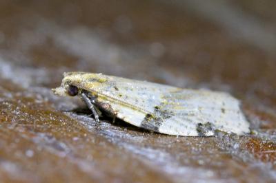 <i>Clepsis spectrana</i>