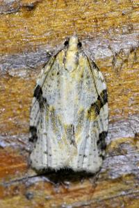 <i>Clepsis spectrana</i>