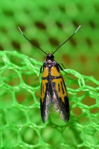 <i>Schiffermuelleria schaefferella</i>