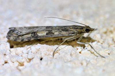 <i>Nomophila noctuella</i>