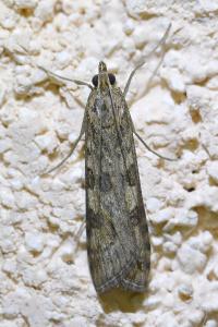<i>Nomophila noctuella</i>