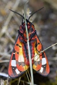 <i>Arctia villica</i>