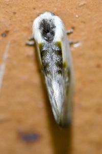 <i>Cilix glaucata</i>