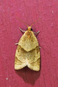 <i>Clepsis rurinana</i>