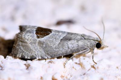 <i>Notocelia uddmanniana</i>